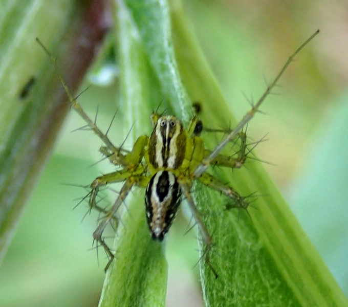 Oxyopes lineatus - Parco dello Storga (TV)